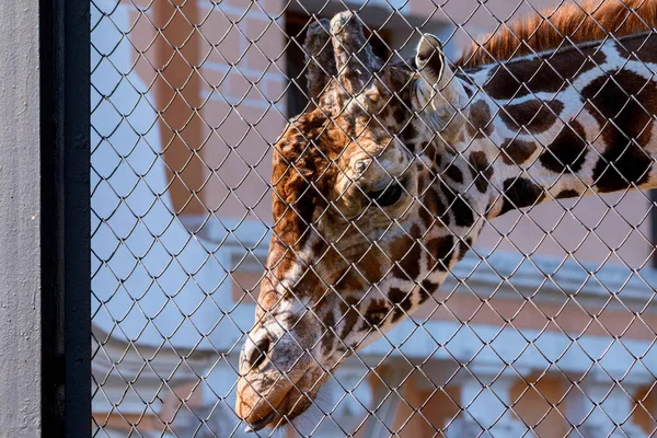 Portrait of a Reticulated Giraffe or Giraffa camelopardalis reticulata — Stock Photo, Image