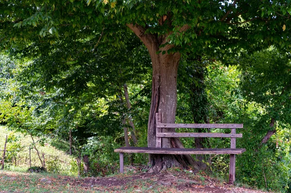 Vecchia panchina rustica in legno sulla collina sotto l'albero — Foto Stock