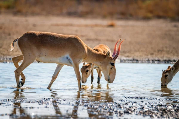 Saiga antilobu ya da Saiga tatarica bozkırda içiyor — Stok fotoğraf