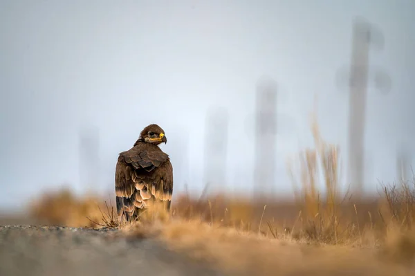 Close up of nestling Steppe eagle or Aquila nipalensis in grass — Stock Photo, Image