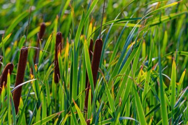 Typha angustifolia ya da dar yapraklı yayın kuyruğuna yaklaş