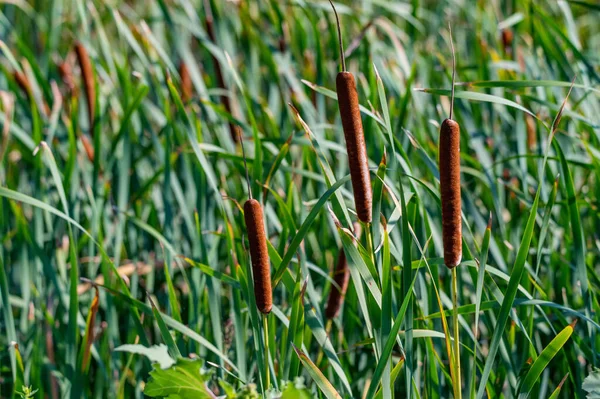 Typha angustifolia又は細葉の尾部の閉鎖 — ストック写真