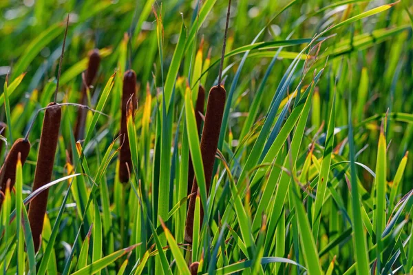 Typha angustifolia又は細葉の尾部の閉鎖 — ストック写真