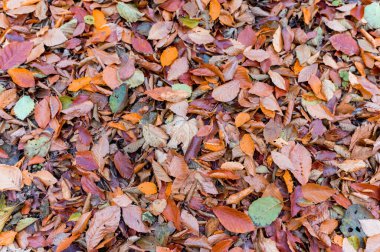 Sarı ve kırmızı yapraklı arka planda düş