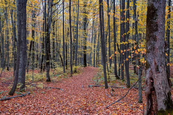 Paesaggio paesaggistico di foresta autunnale piena di foglie rosse e gialle — Foto Stock