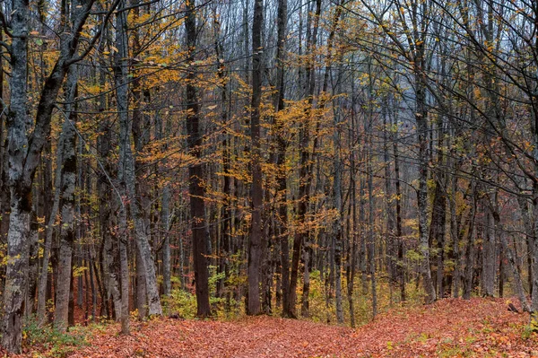 Paesaggio paesaggistico di foresta autunnale piena di foglie rosse e gialle — Foto Stock