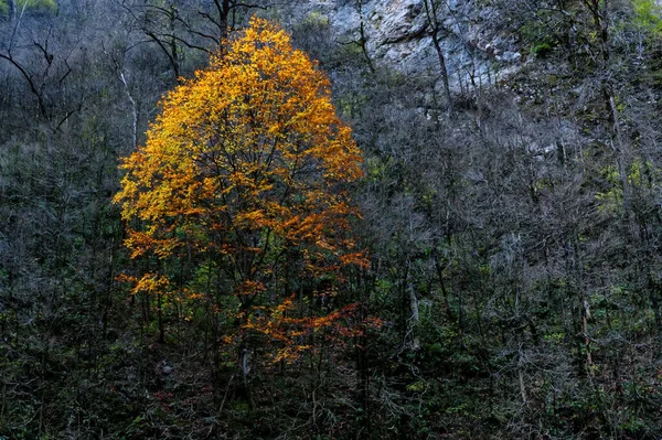 Мальовничий пейзаж лісу восени і самотнього дерева — стокове фото