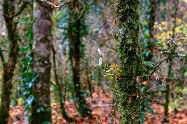 Tiros de buxo jovem na árvore murcha morta na floresta de outono no dia nublado — Fotografia de Stock