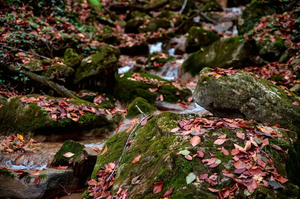 Primo piano di una pietra muschiata che giace in un torrente di montagna — Foto Stock