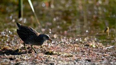 Benekli crake açıkça bir baston korusunda görünür.