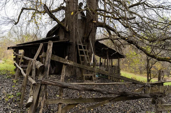 La vieja casa de madera abandonada en el pueblo ruso bajo el viejo árbol seco —  Fotos de Stock