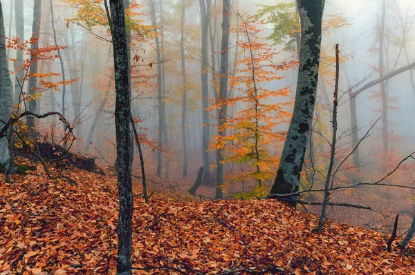Fantasia árvores florestais nebulosas nas montanhas de outono — Fotografia de Stock
