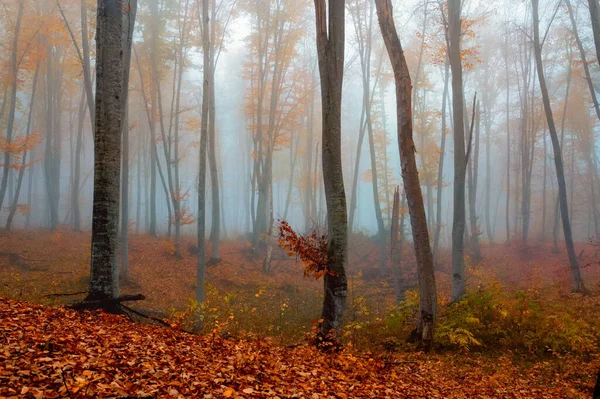 Sonbahar dağlarında hayali sisli orman ağaçları — Stok fotoğraf