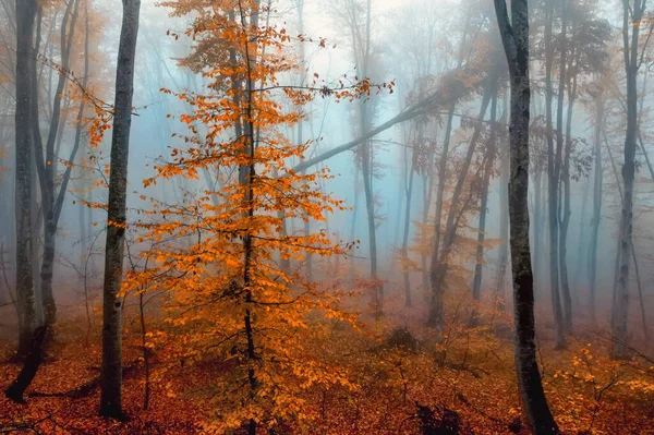 Fantastiska dimmiga skogsträd i höstfjällen — Stockfoto