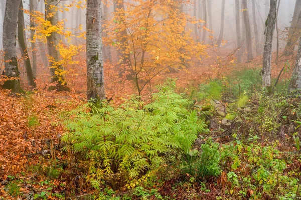 Φαντασία ομιχλώδη δάση στα βουνά του φθινοπώρου — Φωτογραφία Αρχείου