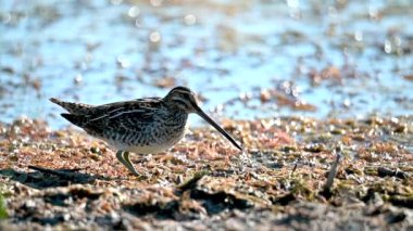 Yaygın Snipe Yavaş Hareketlenme Yakın çekim
