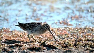 Yaygın Snipe Yavaş Hareketlenme Yakın çekim