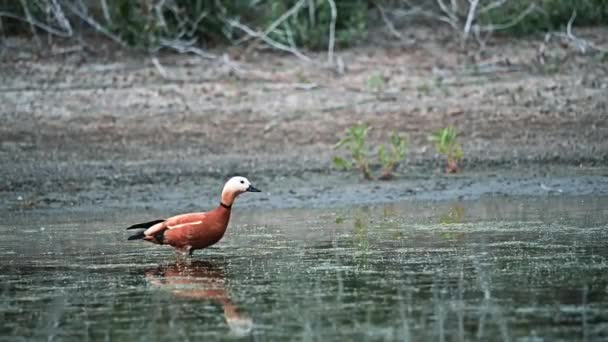 Ruddy Shelduck Slow Motion opstijgen — Stockvideo