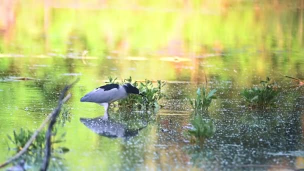 Slow Motion of Black Crowned Night Heron jakt — Stockvideo