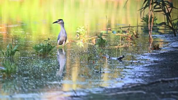 Slow Motion of Black Crowned Night Heron jakt — Stockvideo