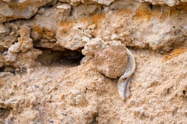 Yılan derisi taşın üstüne dökülmüş. Görüntüyü kapat.