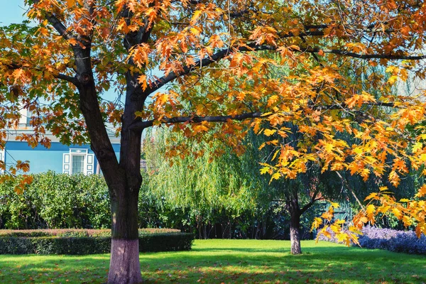 Close-up van kleurrijke herfstbladeren op boom en landhuis op achtergrond — Stockfoto