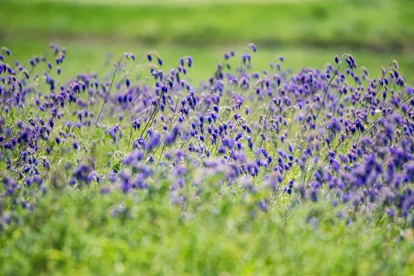 Adaçayının taze mor çiçekleri veya bozkırdaki Salvia divinorumu. — Stok fotoğraf