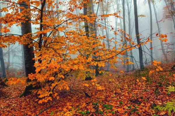 Fantasia alberi nebbiosi foresta in montagna autunno — Foto Stock