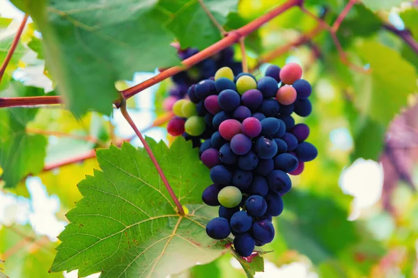 Ramo de uvas con uvas de colores en la vid de cerca —  Fotos de Stock