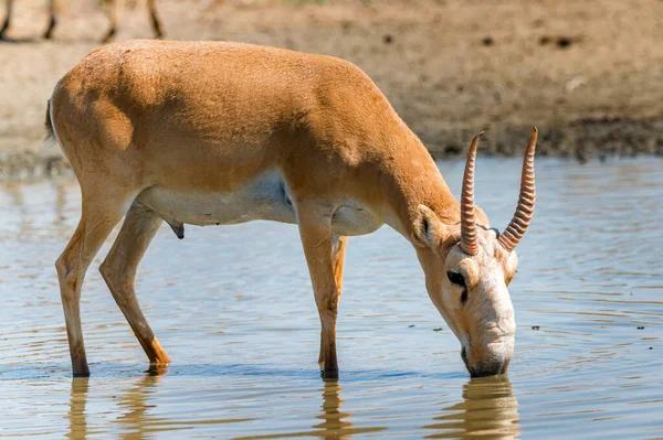 Saiga Antilope oder Saiga Tatarica Drinks in der Steppe — Stockfoto