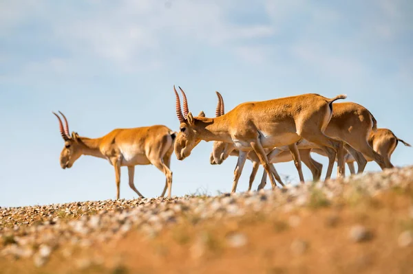 Saiga αντιλόπη ή Saiga tatarica βόλτες στη στέπα — Φωτογραφία Αρχείου