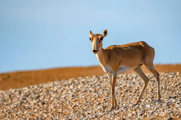 Saiga Antilope oder Saiga Tatarica wandert in der Steppe — Stockfoto