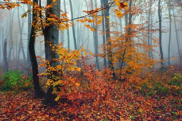 Fantastiska dimmiga skogsträd i höstfjällen — Stockfoto