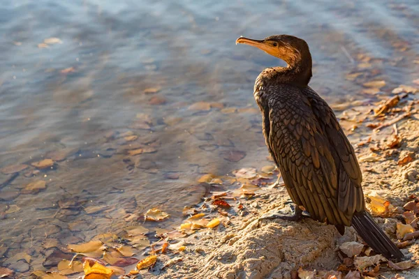 Great Cormorant or Phalacrocorax carbo in wild nature — Stock Photo, Image