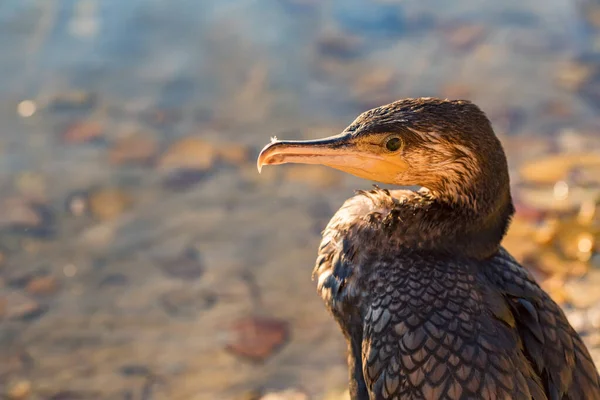 Close up of great Cormorant or Phalacrocorax carbo in wild nature — Stock Photo, Image