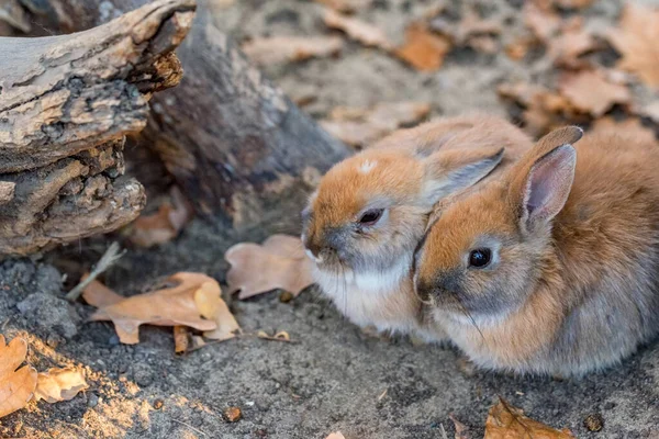 Photo rapprochée de deux jeunes lapins mignons — Photo