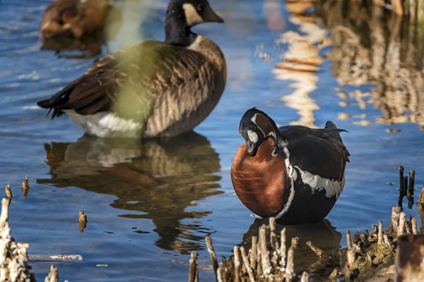 Couple of Red-breasted Geese or Branta ruficollis next to lake — Stock Photo, Image