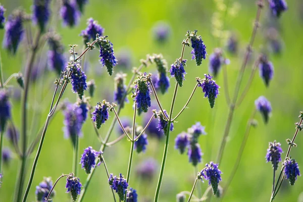 Close-up de flores roxas frescas de Salvia nutans na estepe — Fotografia de Stock