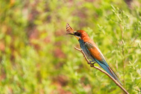 Kingfisher ou Alcedo atthis poleiros no ramo com batterfly em seu bico — Fotografia de Stock