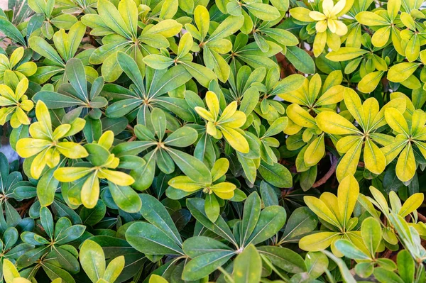 Fechar Schefflera folhas verdes e amarelas em dia ensolarado — Fotografia de Stock