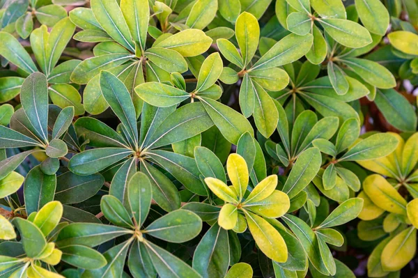 Fechar Schefflera folhas verdes e amarelas em dia ensolarado — Fotografia de Stock