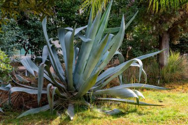 Parkta yetişen egzotik sulu bitkinin yakın çekimi.