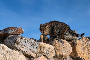 Gri evcil kedi avına yakın durun.