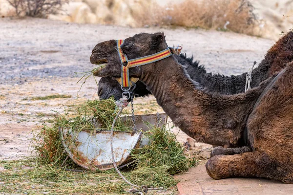 Primo piano di due cammelli mangia erba da alimentatore — Foto Stock