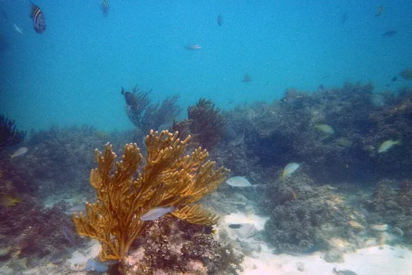 Коралловый риф и тропическая рыба в лазурной прозрачной воде — стоковое фото