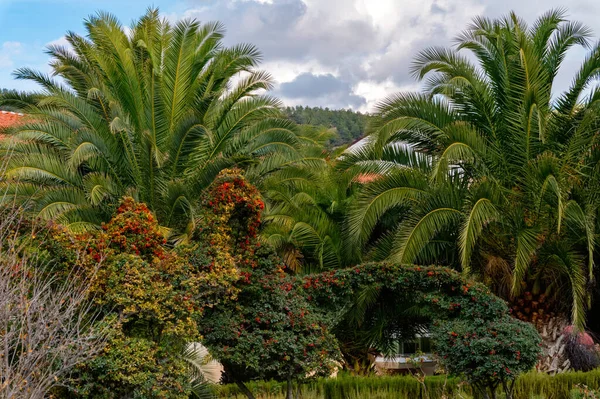Beautiful palm grove trees between lush green — Stock Photo, Image