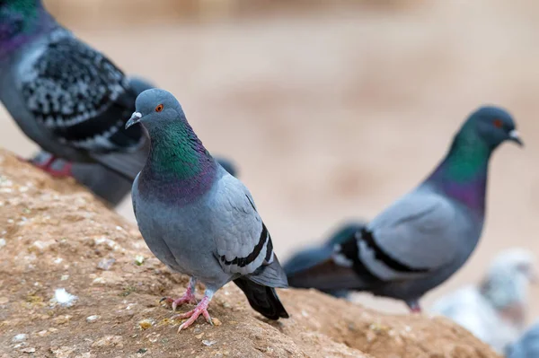 Close up of few Pigeon or Columba livia sits on stone — Stock Photo, Image