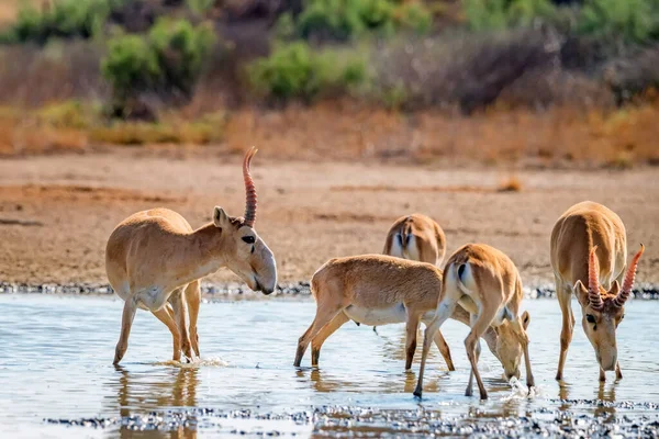 Saiga antilope o Saiga tatarica bevande in steppa — Foto Stock
