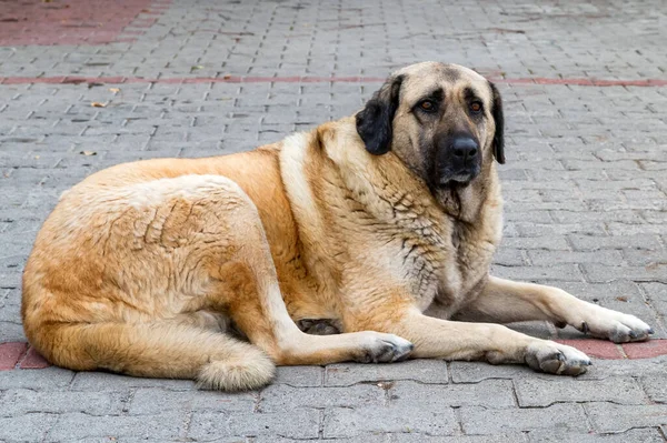 Großaufnahme von Anatolischem Schäferhund oder Kangal Schäferhund — Stockfoto