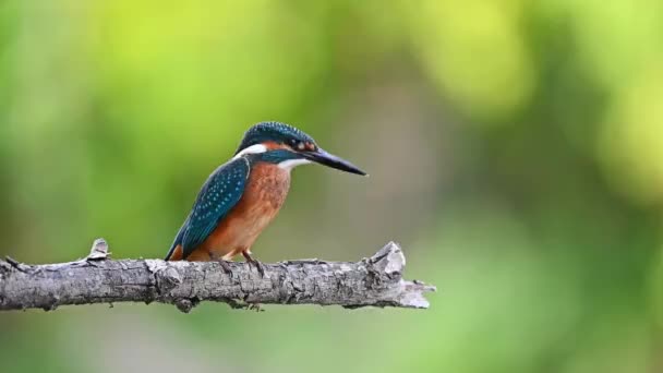 Kingfisher ou Alcedo atthis poleiros no ramo — Vídeo de Stock
